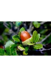 2 Adet Tohum Dev Palamut Ağacı Tohumu Sürpriz Hediye Tohumla Gönderilir thumbnail 4