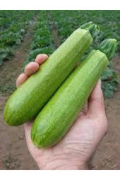 20 Adet Tohum Sakız Kabak  Ata Tohum thumbnail 1