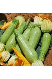 20 Adet Tohum Sakız Kabak  Ata Tohum thumbnail 3