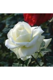 10 Adet Tohum Beyaz Gül Tohumu Nadir Beyaz Gül Tohum Saksı Toprak Hediyelidir thumbnail 4