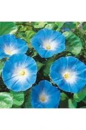 10 Adet Tohum Ithal Sarmaşık Sabah Sefası Çiçeği Tohumu Tohum Saksı Toprak Sürpriz Hediye Tohumlu thumbnail 1