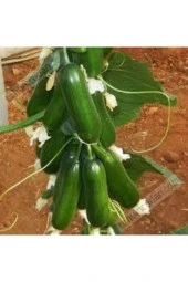 50 Adet Tohum Silor Yerli Parmak Salatalık Tohumu Orjinal Ata Tohum Sülor Salatalık Sürpriz Tohum thumbnail 1