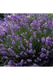 10 Adet Tohum Lavanta Çiçeği Tohum Mor Kokulu Ingiliz Lavanta Çiçeği Tohumu Sürpriz Hediye Tohumlu thumbnail 2