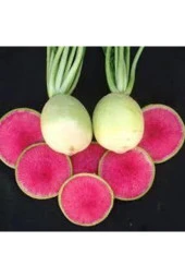 50 Adet Tohum Orjna Içi Kırmızı Çin Turpu Tohumu Ata Tohum Sürpriz Hediye Tohum thumbnail 2