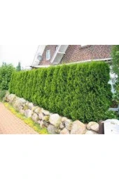 50 Adet Tohum Çit Mazı Tohumu Çit Mazısı Tohumu Tohum Yeşil Çit Mzı Tohumu Sürpriz Hediye Tohumludur thumbnail 4