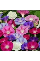 10 Adet Tohum Ithal Sarmaşık Sabah Sefası Çiçeği Tohumu Tohum Saksı Toprak Sürpriz Hediye Tohumlu thumbnail 2