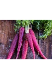 100 Adet Tohum Esvet Mor Havuç Şalgam Tohumu Süpriz Hediye Tohum Siyah Havuç Şalgamlık Havuç Tohum thumbnail 2