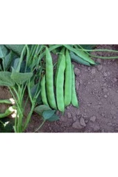 15 Adet Tohum Kılçıksız Sırık Ayşe Kadın Fasülye Tohum Fasulye Tohum thumbnail 1