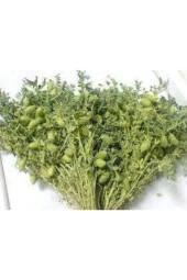 25 Adet Tohum Yeni Mahsül Geleneksel Nohut Tohumu Bol Verim Spriz Hediye Tohum Ata Tohum thumbnail 3