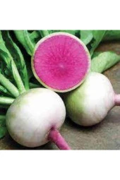 50 Adet Tohum Orjna Içi Kırmızı Çin Turpu Tohumu Ata Tohum Sürpriz Hediye Tohum thumbnail 1