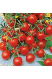 15 Adet Tohum Nadir Ithal Pinpon Domates Tohumu Ata Tohum Sürpriz Hediye Tohum thumbnail 1