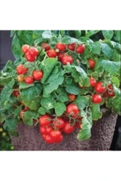 15 Adet Tohum Nadir Ithal Pinpon Domates Tohumu Ata Tohum Sürpriz Hediye Tohum thumbnail 3