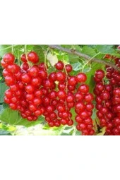 Tohum Tropikal Frenk Üzümü Tohum Bektaş Üzümü Tohumu Tohum Saksı Toprak 20 Adet thumbnail 3