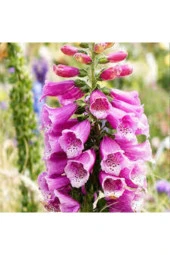 10 Adet Tohum Yüksük Otu Çiçeği Tohumu Çiçek Tohumları Saksı Toprak Sürpriz Hediye Tohumla Gönderi thumbnail 2