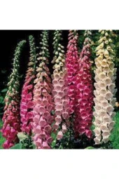 10 Adet Tohum Yüksük Otu Çiçeği Tohumu Çiçek Tohumları Saksı Toprak Sürpriz Hediye Tohumla Gönderi thumbnail 3