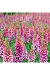 10 Adet Tohum Yüksük Otu Çiçeği Tohumu Çiçek Tohumları Saksı Toprak Sürpriz Hediye Tohumla Gönderi thumbnail 4