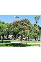 10 Adet Tohum Gülibrişim Ağacı Tohum Gülibrişim Tohum Süpriz Hediye Bonsai Ağacı Tohumla thumbnail 1