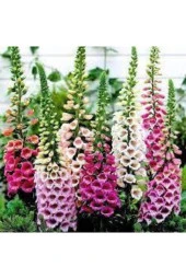 10 Adet Tohum Yüksük Otu Çiçeği Tohumu Çiçek Tohumları Saksı Toprak Sürpriz Hediye Tohumla Gönderi thumbnail 1