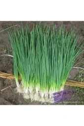 50 Adet Tohum Taze Firik Acısız Yeşil Soğan Tohumu Ata Tohum Süpriz Hediye Tohum thumbnail 2