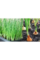 50 Adet Tohum Taze Firik Acısız Yeşil Soğan Tohumu Ata Tohum Süpriz Hediye Tohum thumbnail 3