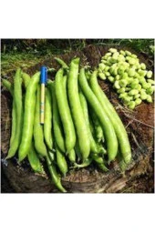 50 Adet Tohum Eko Paket Yerli Sakız Bakla Tohumu Adet Tohum Ata Tohum Sürpriz Hediye Tohum thumbnail 1