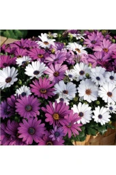 Karışık Renkli Afrika Papatyası Tohumu (10 Tohum) thumbnail 1