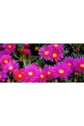 Buz Çiçeği Tohumu (100 Tohum) - 1