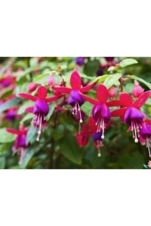 Küpe Çiçeği Tohumu (20 Tohum) - 1