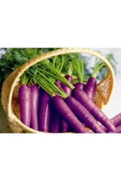Doğal Mor Havuç Tohumu (200 Tohum) thumbnail 2