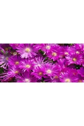 Buz Çiçeği Tohumu (100 Tohum) - 2