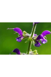 Adaçayı Çiçeği Tohumu (50 Tohum) thumbnail 1