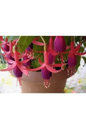 Küpe Çiçeği Tohumu (20 Tohum) - 2