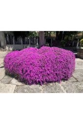 Acem Halısı Çiçeği 30 Adet Tohum - 1