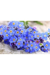 Tohumcenneti Unutma Beni Çiçeği Tohumu 50 Adet - 1