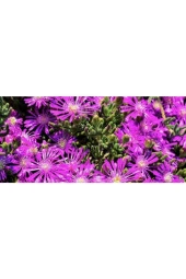 Buz Çiçeği Tohumu (100 Tohum) - 3