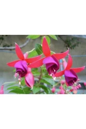 Küpe Çiçeği Tohumu (20 Tohum) - 3