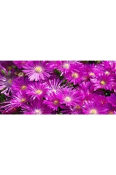 Acem Halısı Tohumu (100 Tohum) - 2