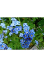 Tohumcenneti Unutma Beni Çiçeği Tohumu 50 Adet - 3