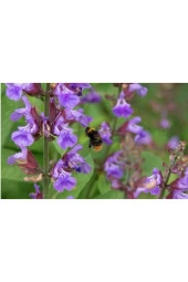 Adaçayı Çiçeği Tohumu (50 Tohum) thumbnail 3