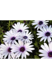 Karışık Renkli Afrika Papatyası Tohumu (10 Tohum) thumbnail 2