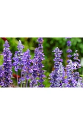 Adaçayı Çiçeği Tohumu (50 Tohum) thumbnail 4