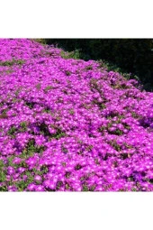 Tohum Acem Halısı Çiçeği Tohumu 100 Tohum - 1