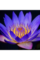 Mavi Lotus Tohumu thumbnail 1