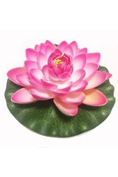 Süper Paket 20 Adet Tohum Lotus Tohumu Nilüfer Çiçeği Tohumu thumbnail 1