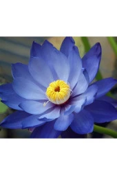 Karışık Renkli Lotus Çiçeği Tohumu thumbnail 1