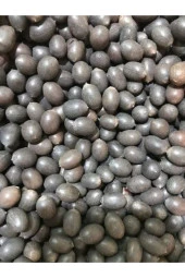 3 Adet Turuncu Renk Lotus Çiçeği (nilüfer) Tohumu - 1