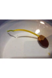 Mavi Lotus Tohumu thumbnail 2