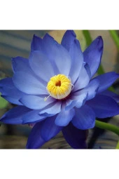 Mavi Lotus Tohumu thumbnail 4