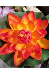 3 Adet Turuncu Renk Lotus Çiçeği (nilüfer) Tohumu - 2