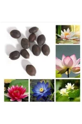 3 Adet 3 Renk Lotus Çiçeği (nilüfer) Tohumu - 1